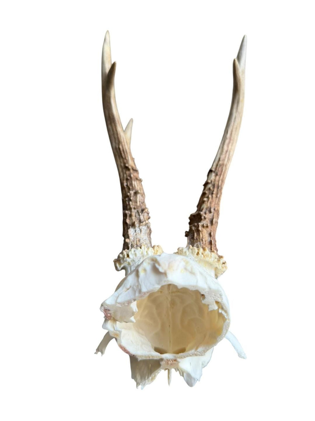 Roe Deer Skull Trophy 79, Black Forest Antlers