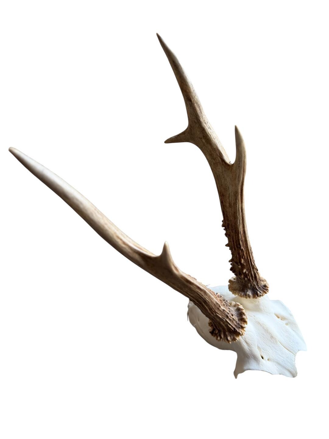 Roe Deer Skull Trophy 79, Black Forest Antlers