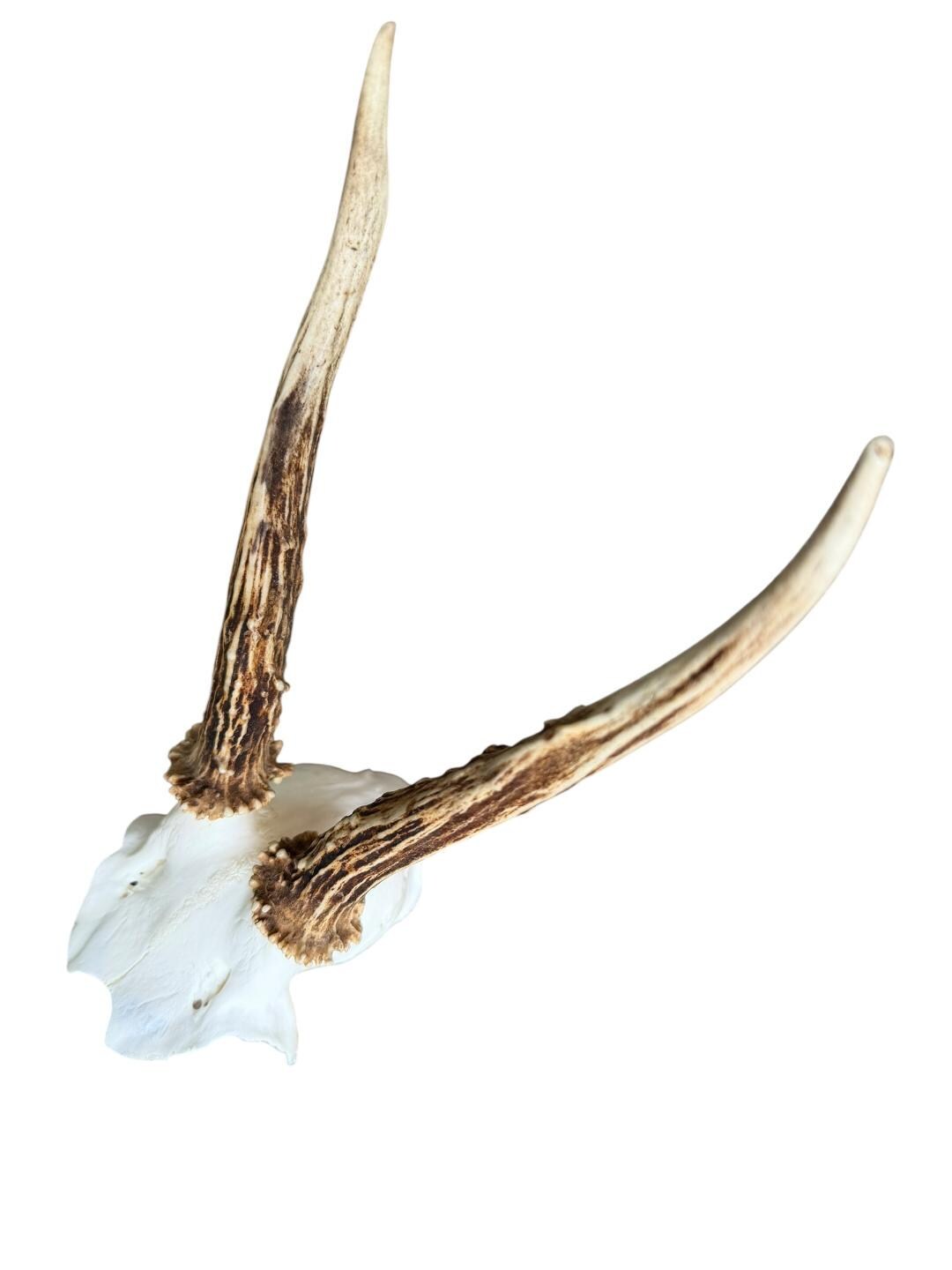 Roe Deer Skull Trophy 80, Black Forest Antlers