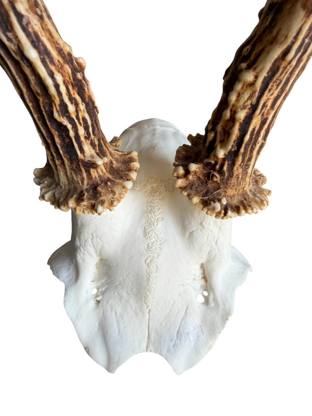 Roe Deer Skull Trophy 80, Black Forest Antlers