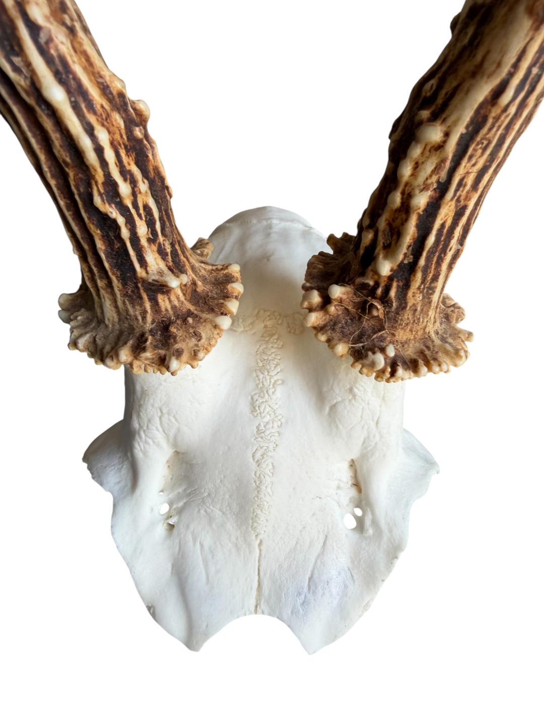 Roe Deer Skull Trophy 80, Black Forest Antlers