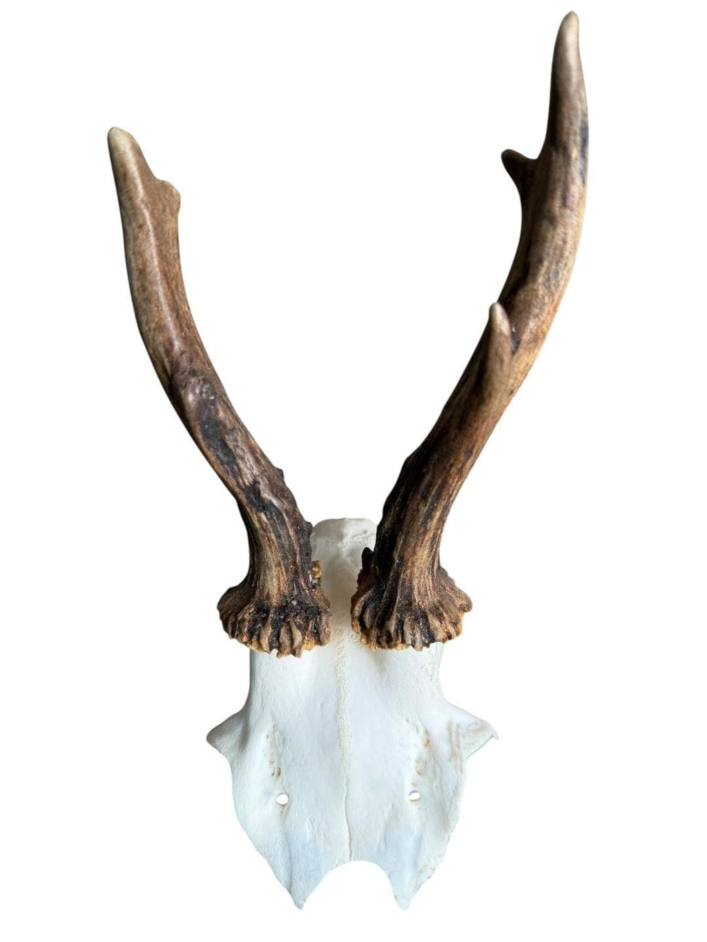 Roe Deer Skull Trophy 100, Black Forest Antlers