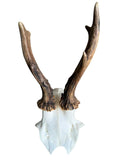Roe Deer Skull Trophy 100, Black Forest Antlers