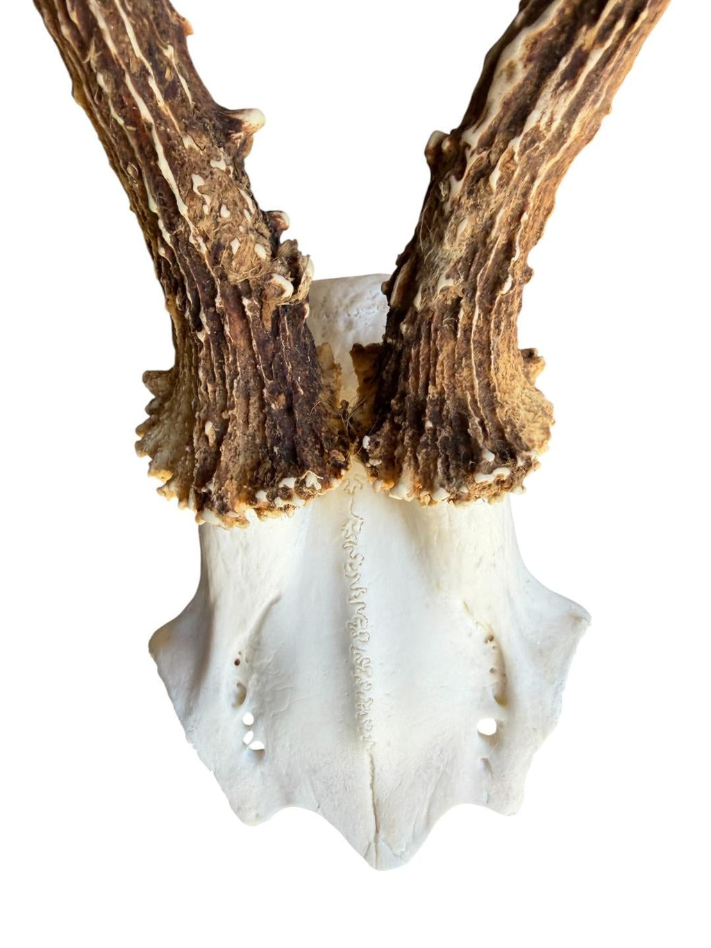 Roe Deer Skull Trophy 101, Black Forest Antlers