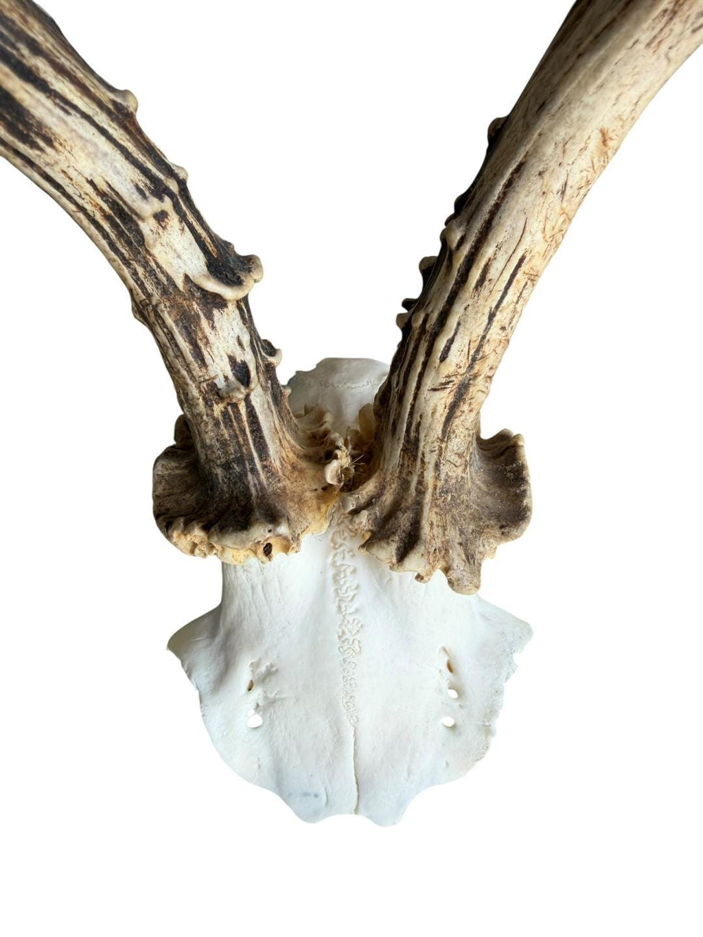 Roe Deer Skull Trophy 89, Black Forest Antlers