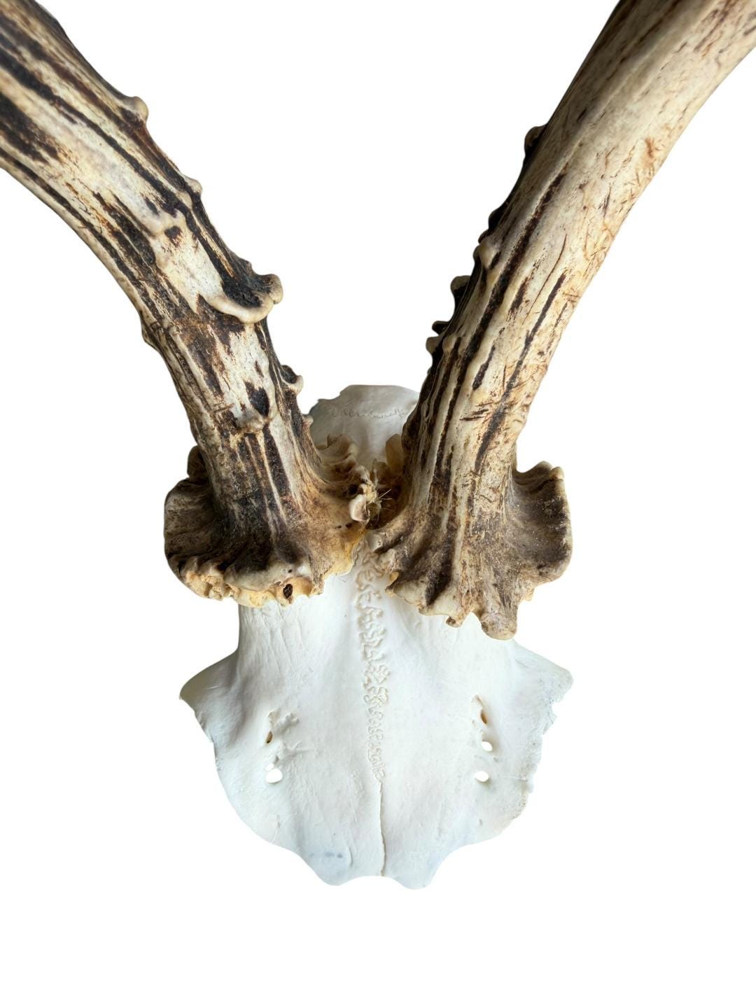 Roe Deer Skull Trophy 89, Black Forest Antlers