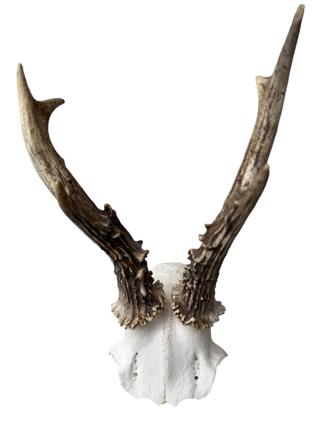 Roe Deer Skull Trophy 90, Black Forest Antlers