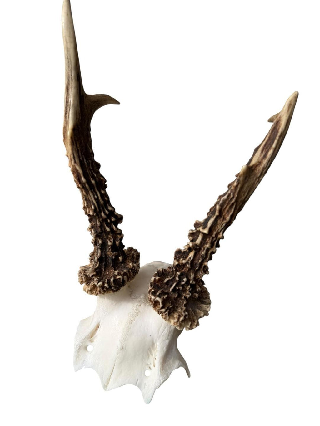 Roe Deer Skull Trophy 91, Black Forest Antlers