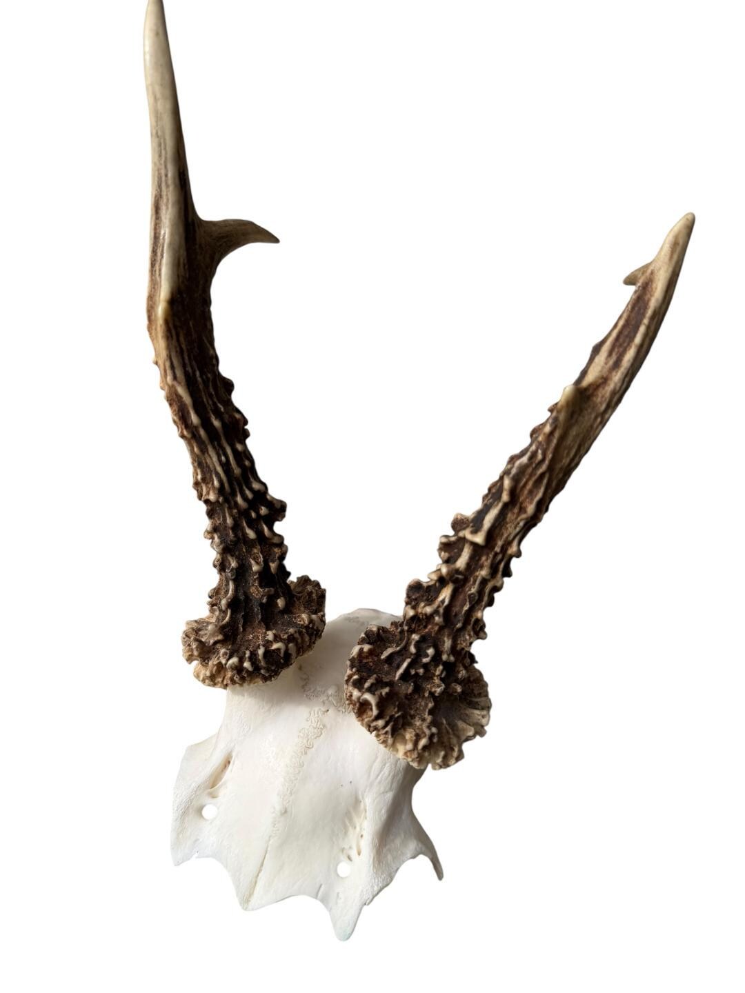 Roe Deer Skull Trophy 91, Black Forest Antlers