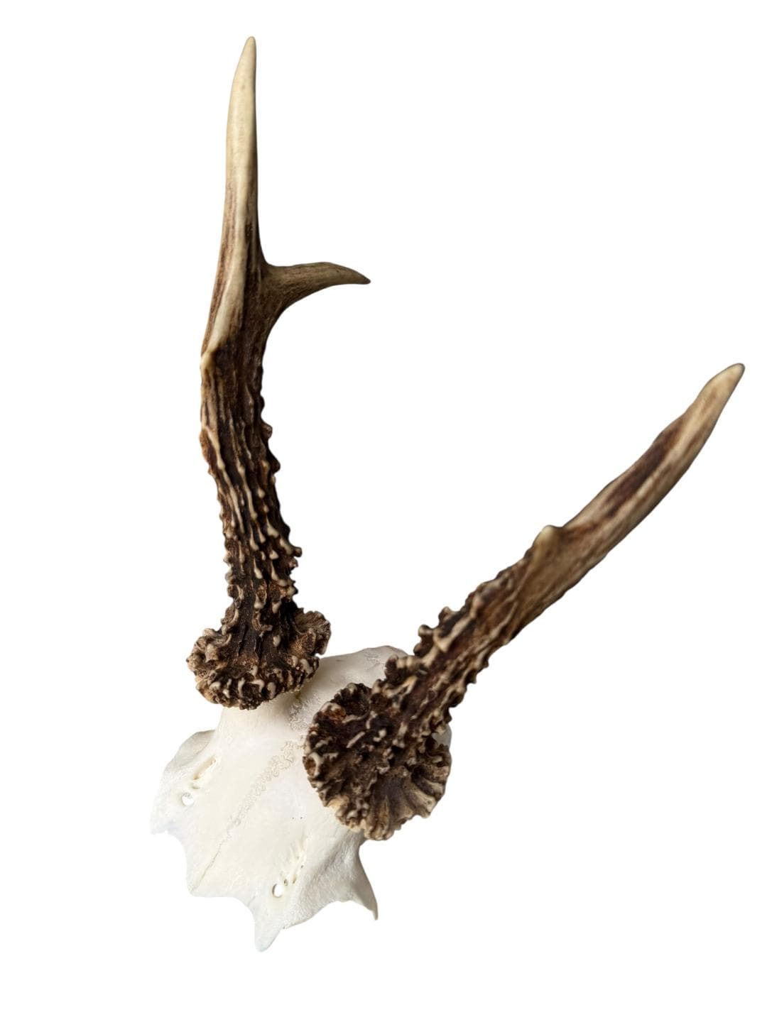 Roe Deer Skull Trophy 91, Black Forest Antlers