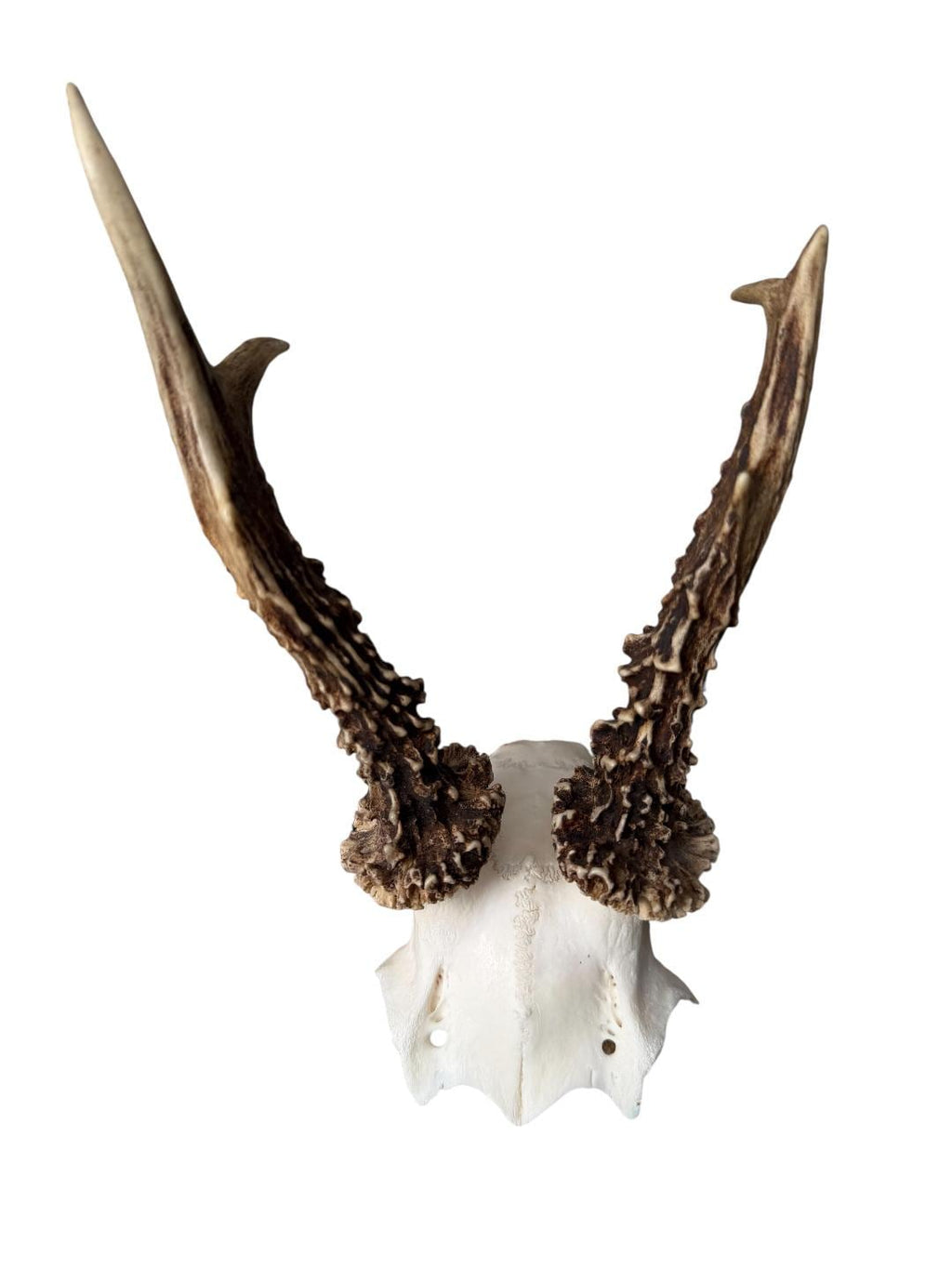 Roe Deer Skull Trophy 91, Black Forest Antlers