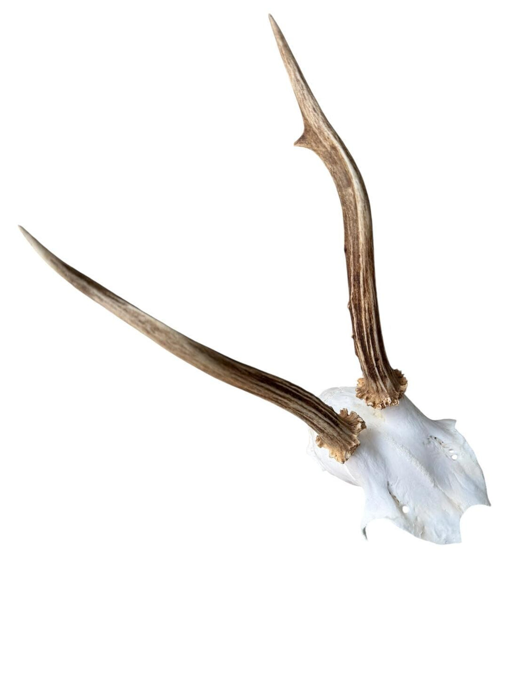 Roe Deer Skull Trophy 94, Black Forest Antlers