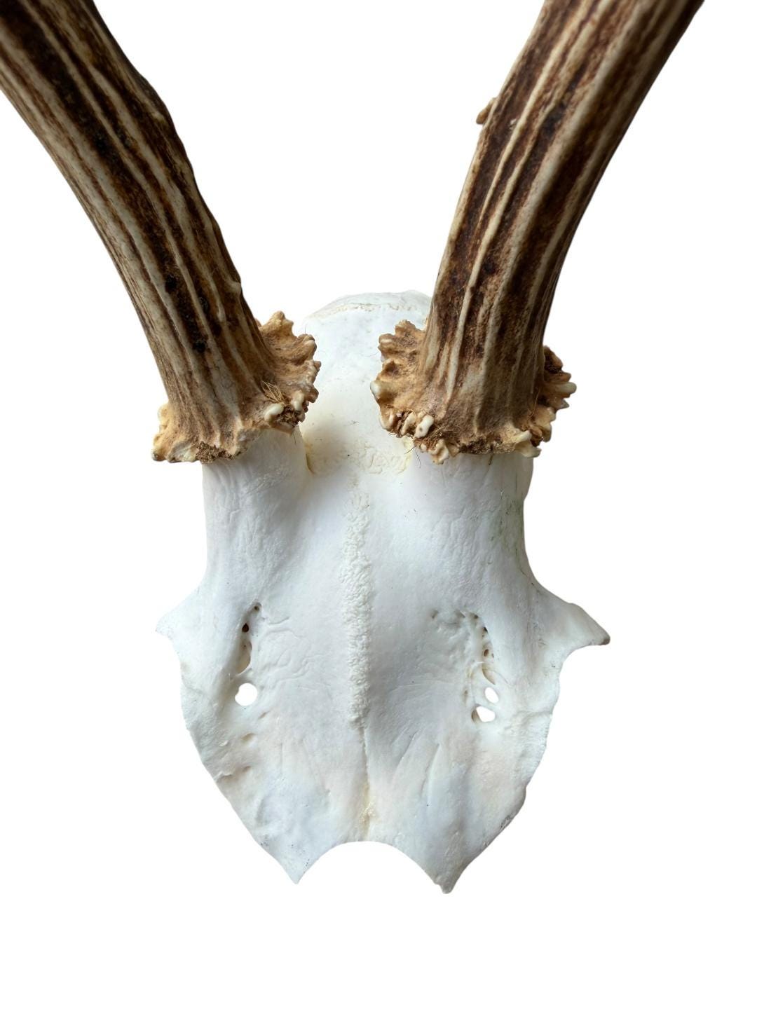Roe Deer Skull Trophy 94, Black Forest Antlers