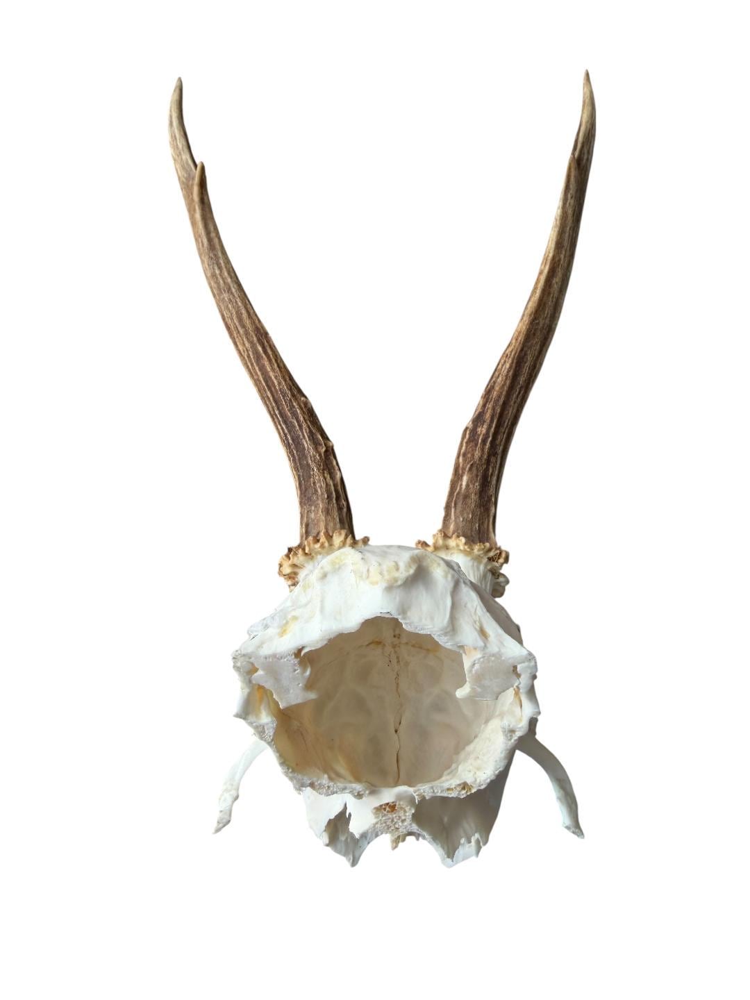Roe Deer Skull Trophy 94, Black Forest Antlers