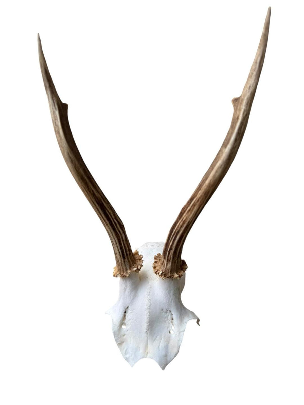 Roe Deer Skull Trophy 94, Black Forest Antlers