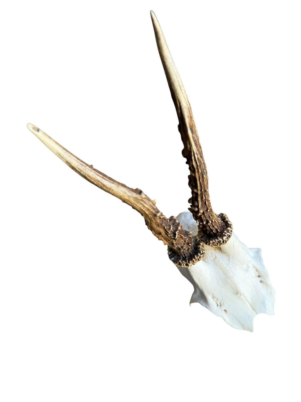 Roe Deer Skull Trophy 96, Black Forest Antlers