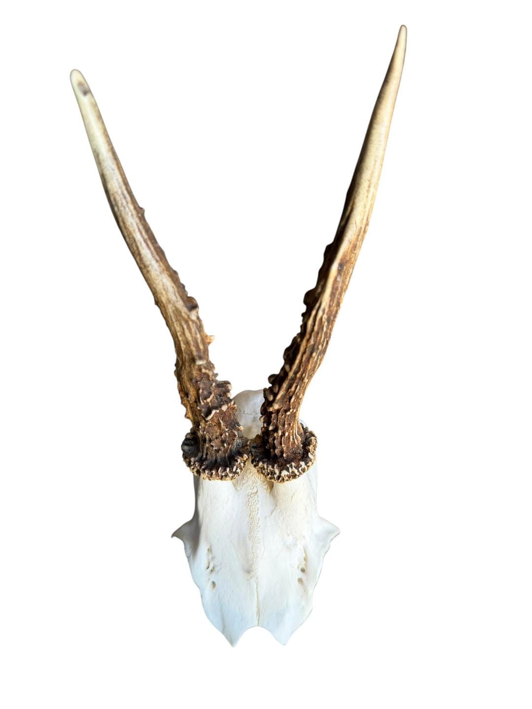 Roe Deer Skull Trophy 96, Black Forest Antlers