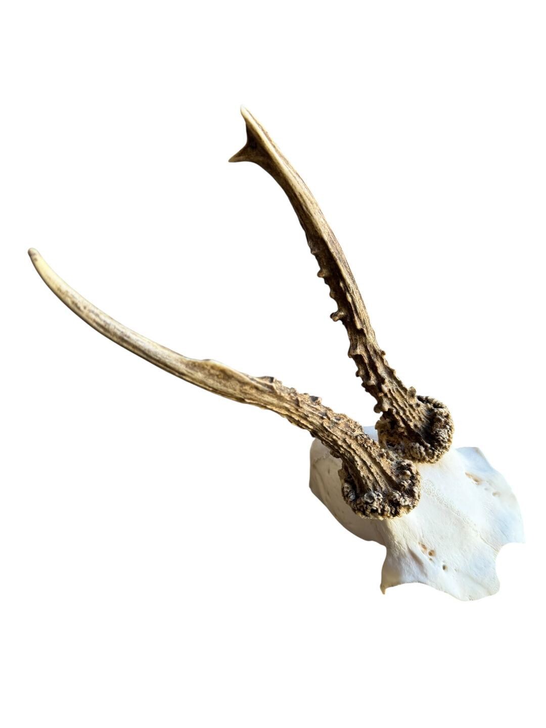 Roe Deer Skull Trophy 95, Black Forest Antlers
