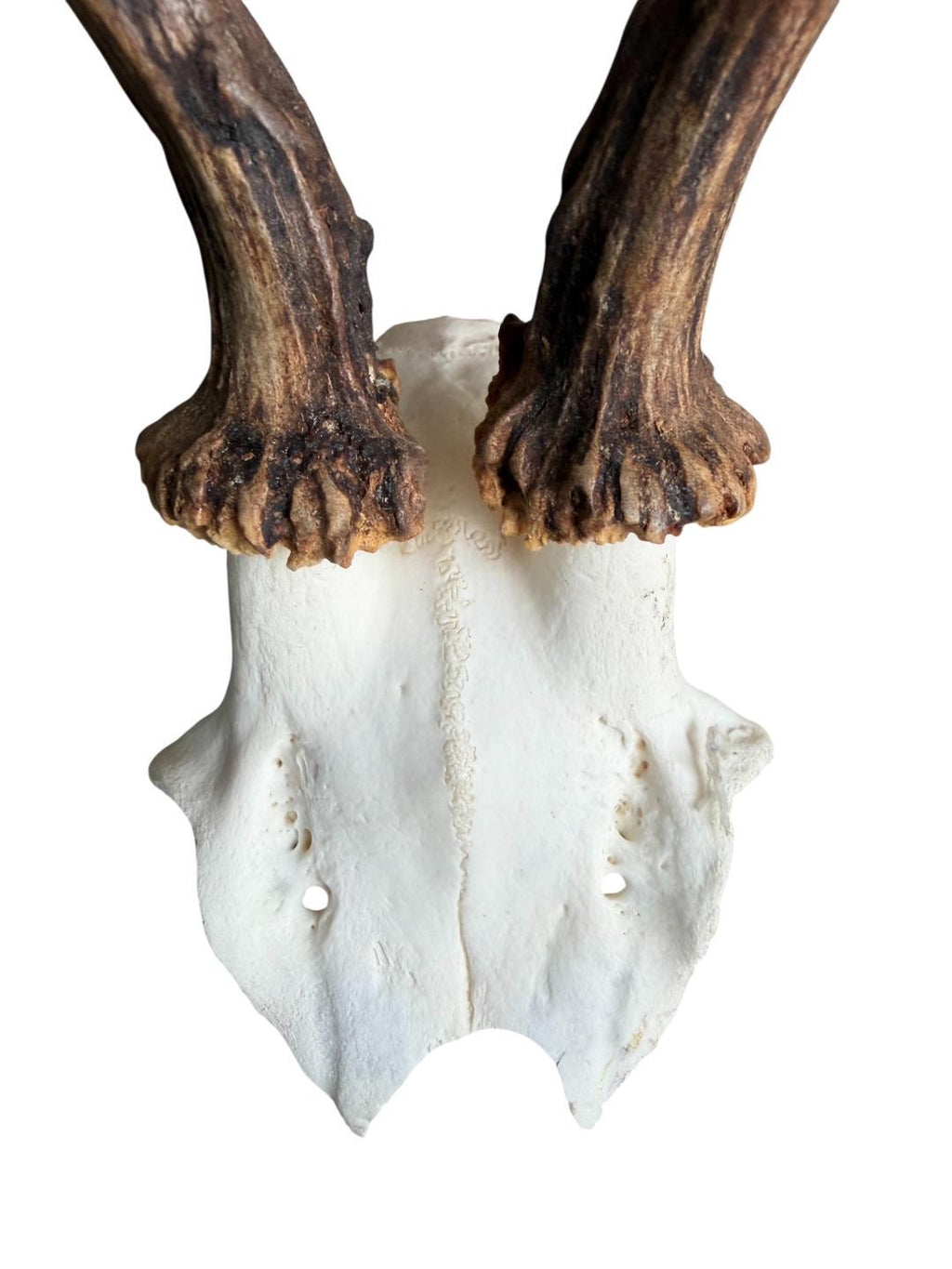 Roe Deer Skull Trophy 100, Black Forest Antlers
