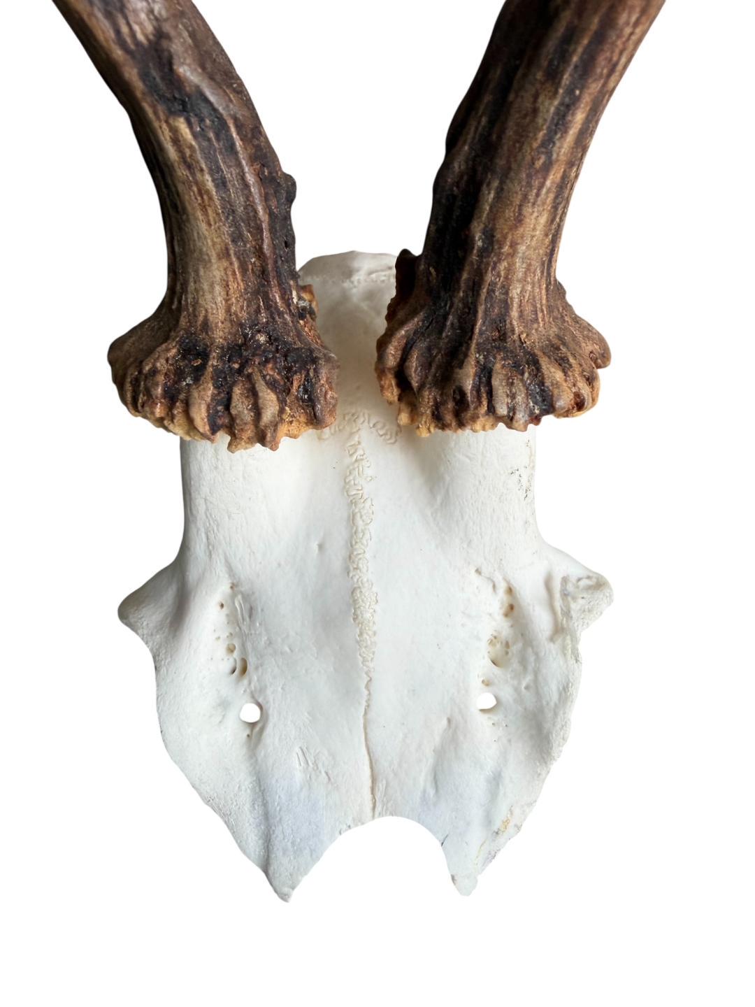 Roe Deer Skull Trophy 100, Black Forest Antlers