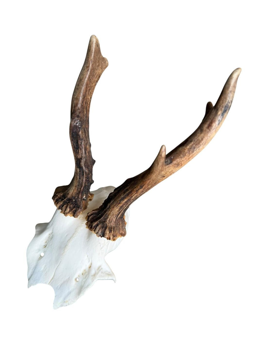 Roe Deer Skull Trophy 100, Black Forest Antlers