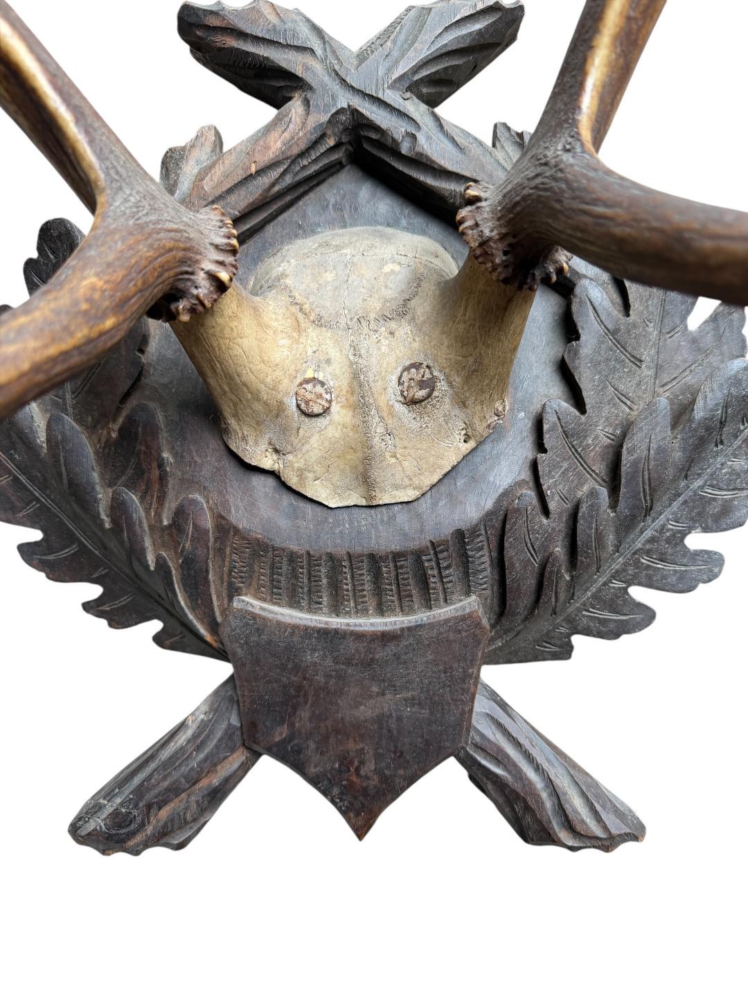 Large Black Forest Antler Mount #2 Trophy, 1900s