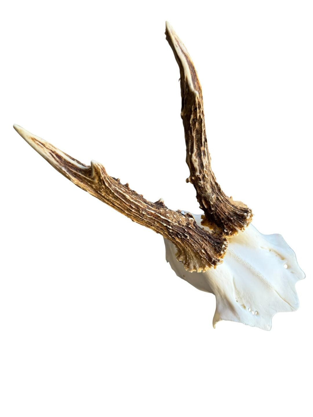 Roe Deer Skull Trophy 101, Black Forest Antlers