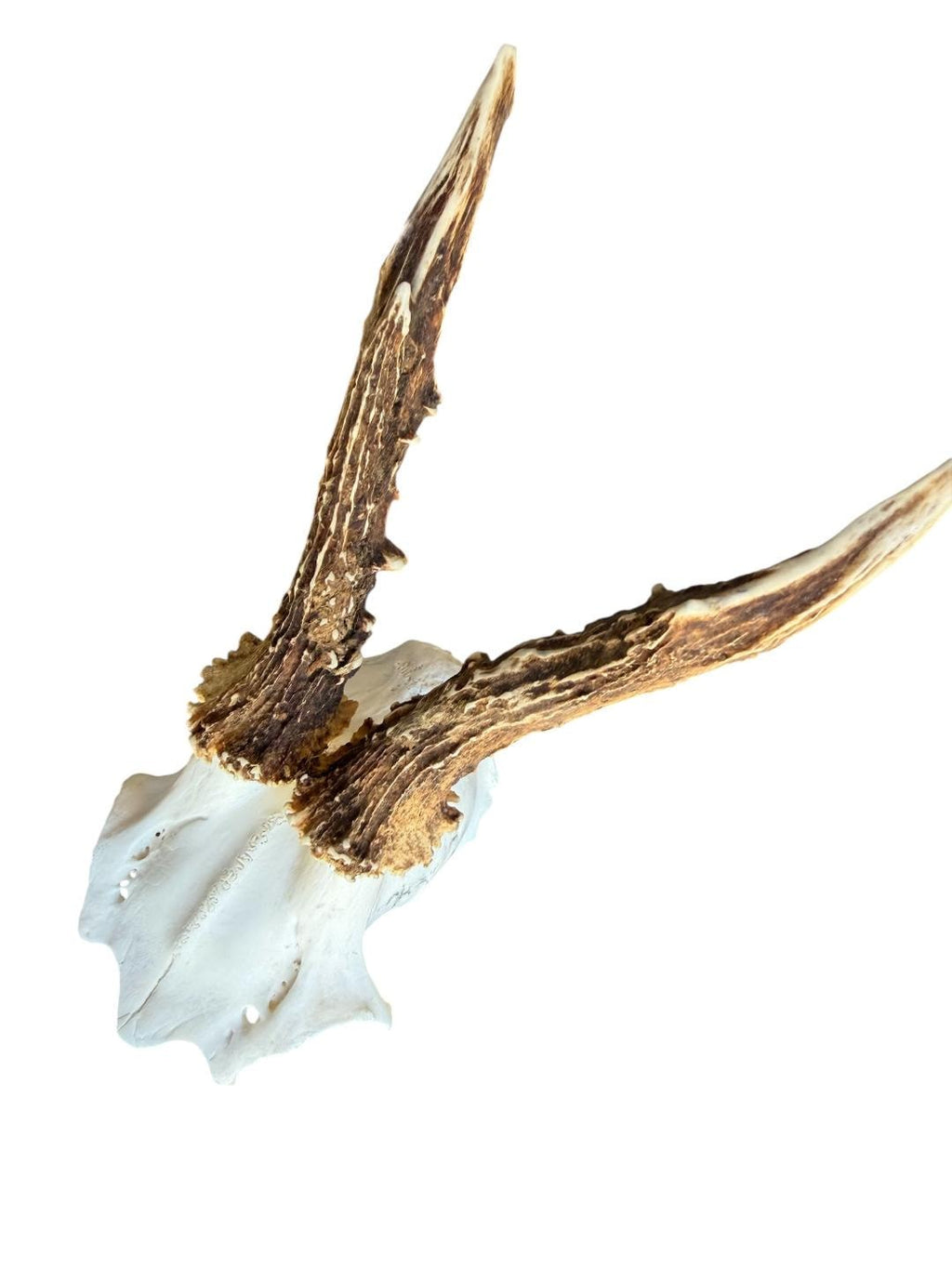 Roe Deer Skull Trophy 101, Black Forest Antlers