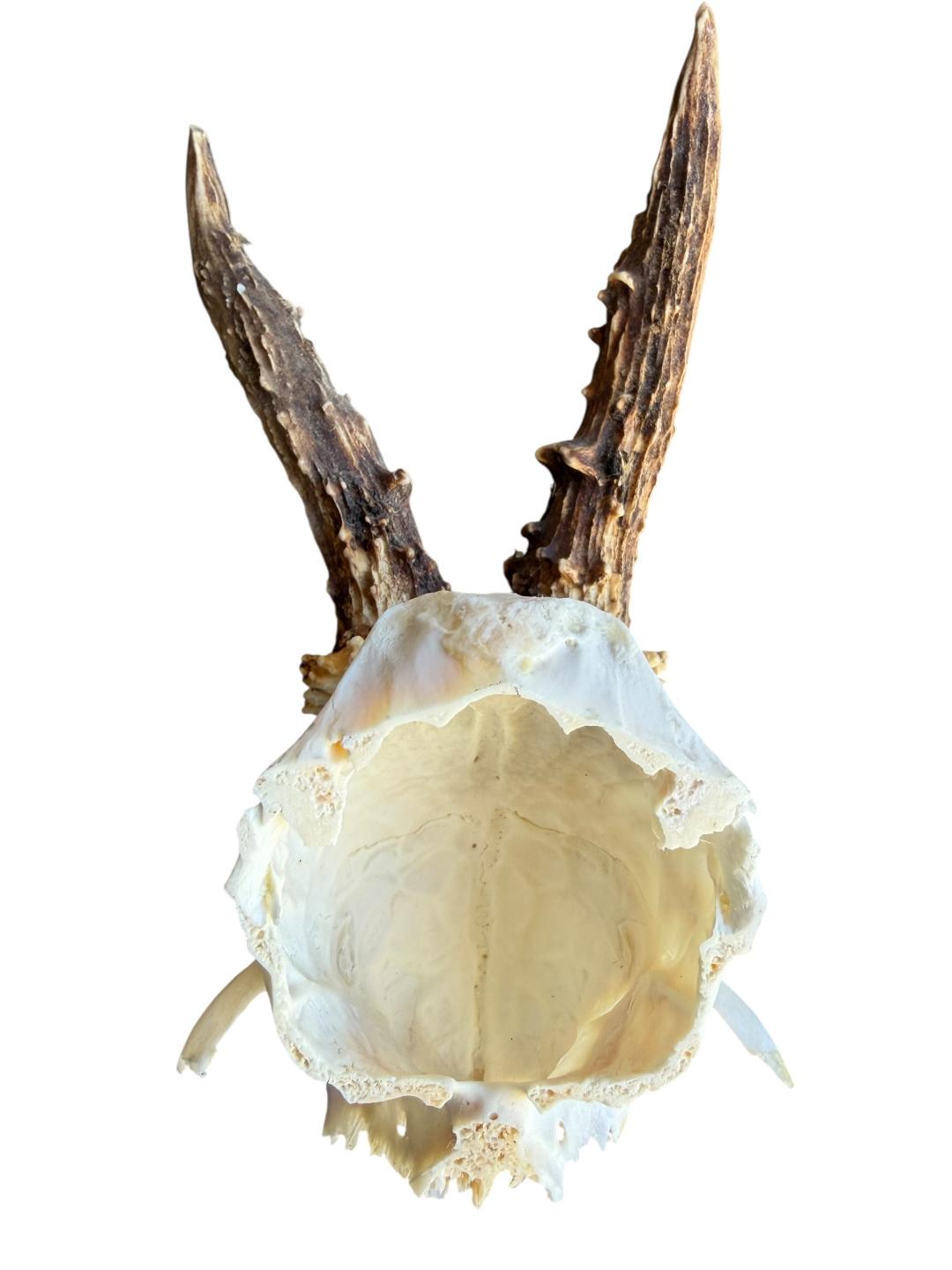 Roe Deer Skull Trophy 101, Black Forest Antlers