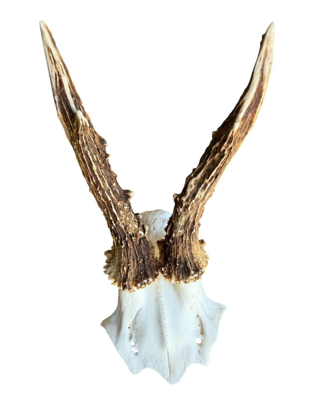 Roe Deer Skull Trophy 101, Black Forest Antlers