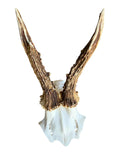 Roe Deer Skull Trophy 101, Black Forest Antlers