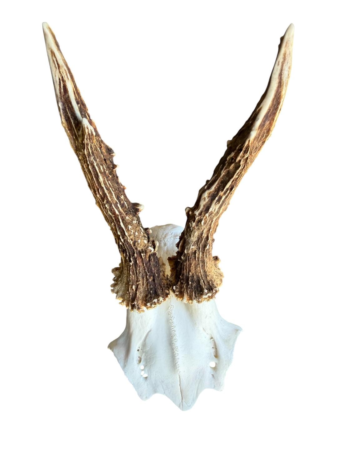 Roe Deer Skull Trophy 101, Black Forest Antlers