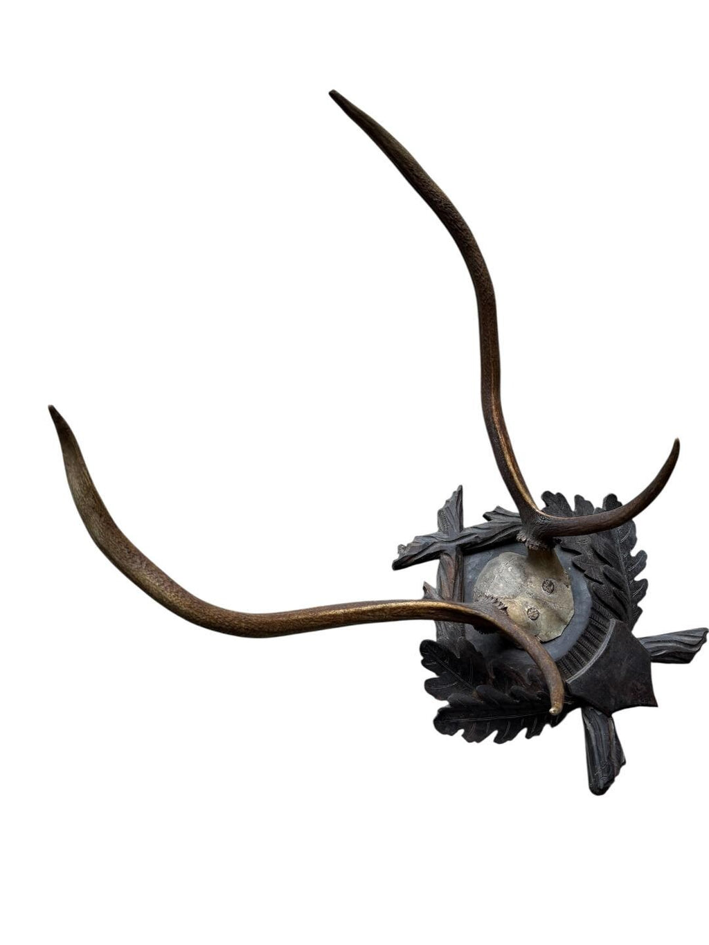 Large Black Forest Antler Mount #2 Trophy, 1900s