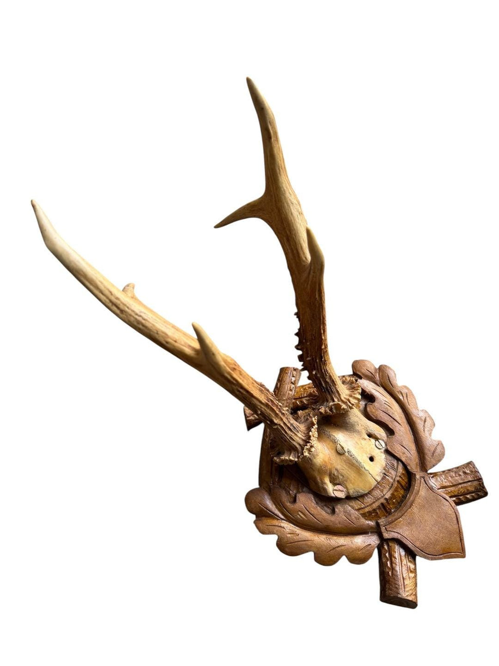 Roe Deer Trophy 107 Black Forest Antlers Mount