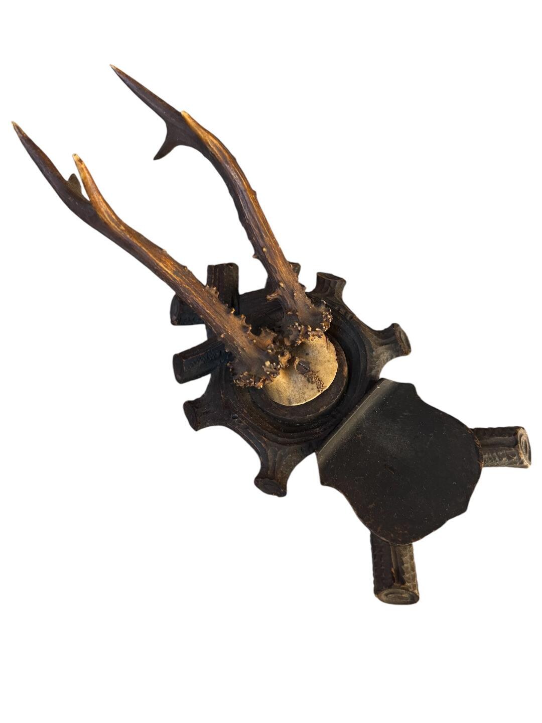 Roe Deer Trophy 105 Black Forest Antlers Mount