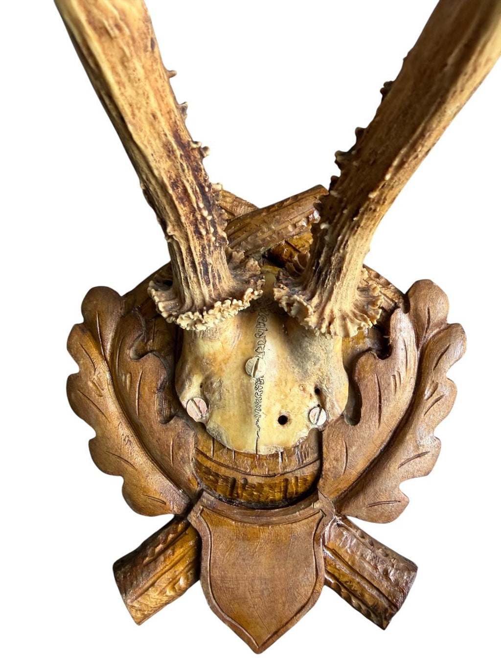 Roe Deer Trophy 107 Black Forest Antlers Mount