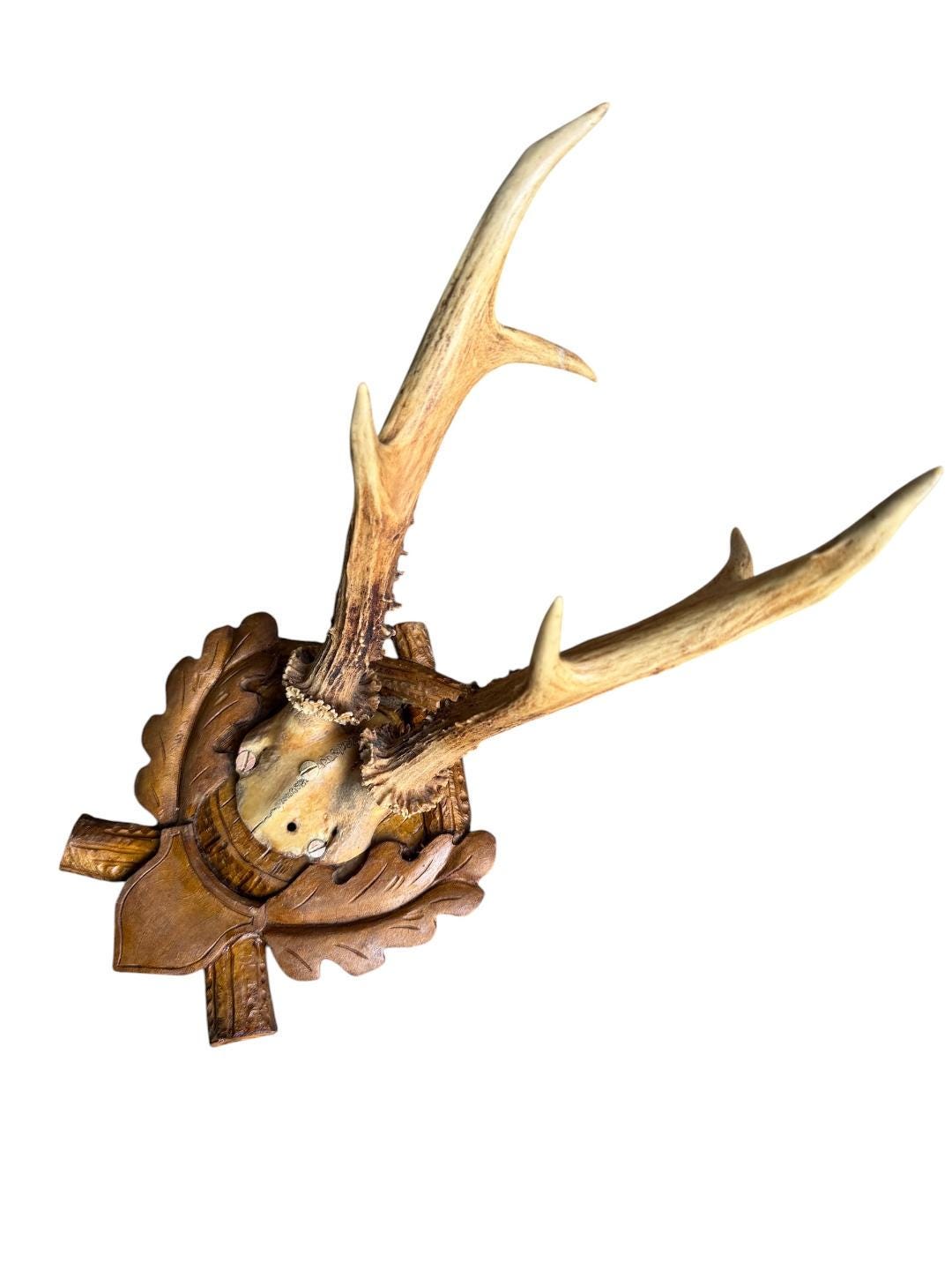 Roe Deer Trophy 107 Black Forest Antlers Mount