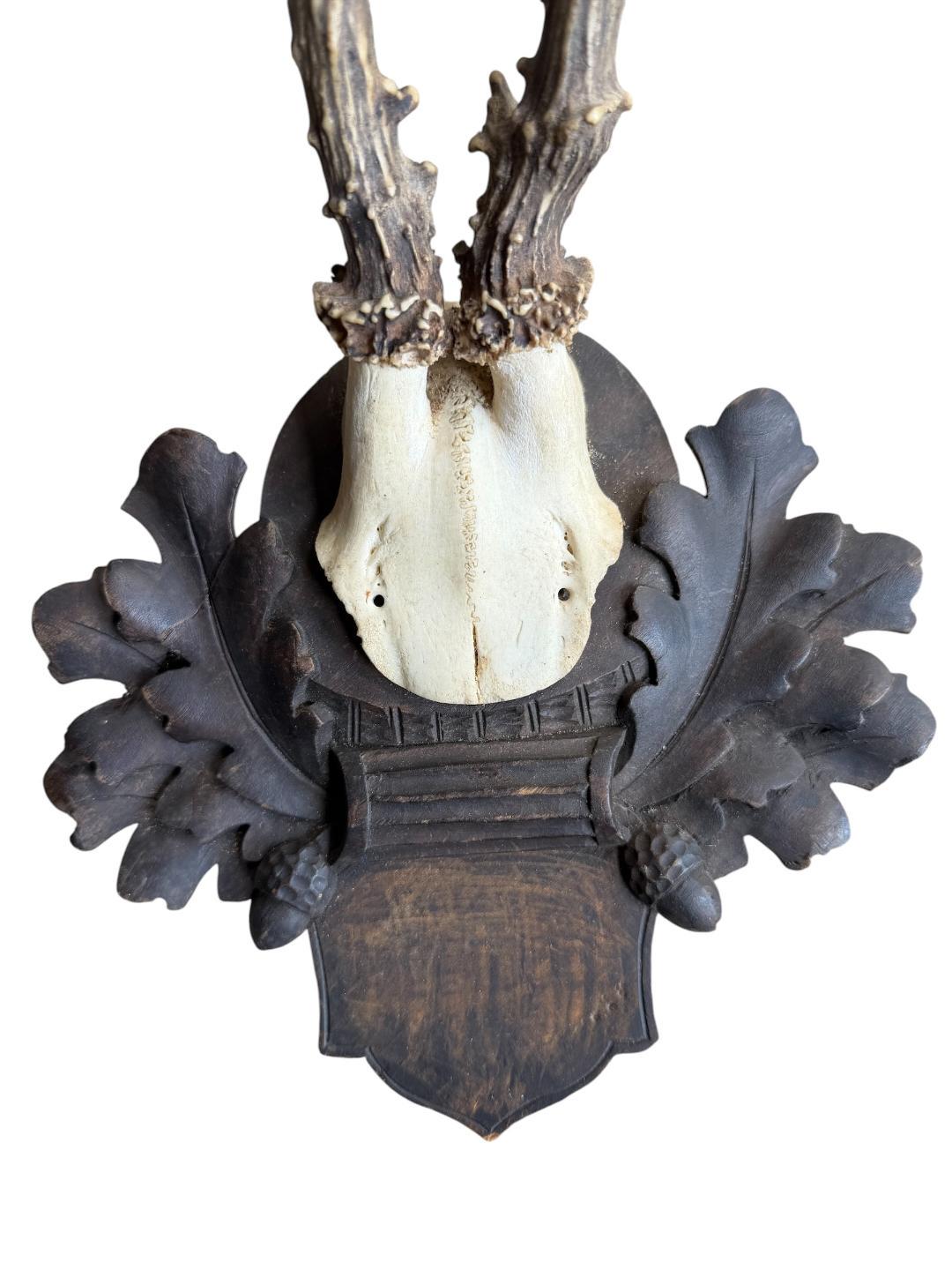 Roe Deer Trophy 119 Black Forest Antlers Mount