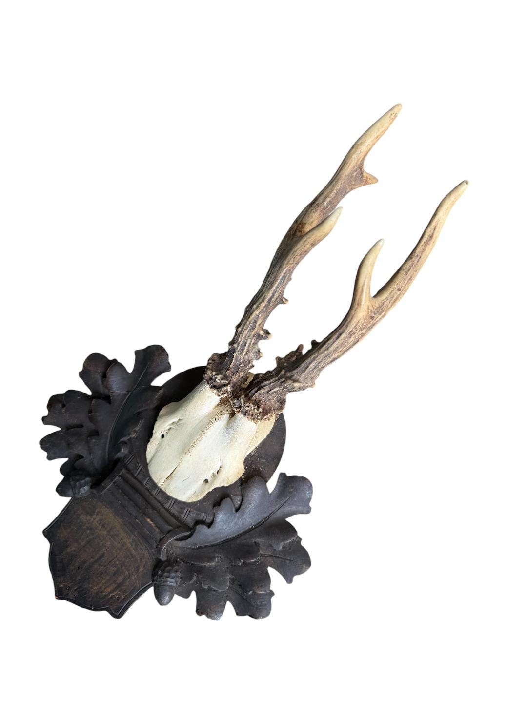 Roe Deer Trophy 119 Black Forest Antlers Mount