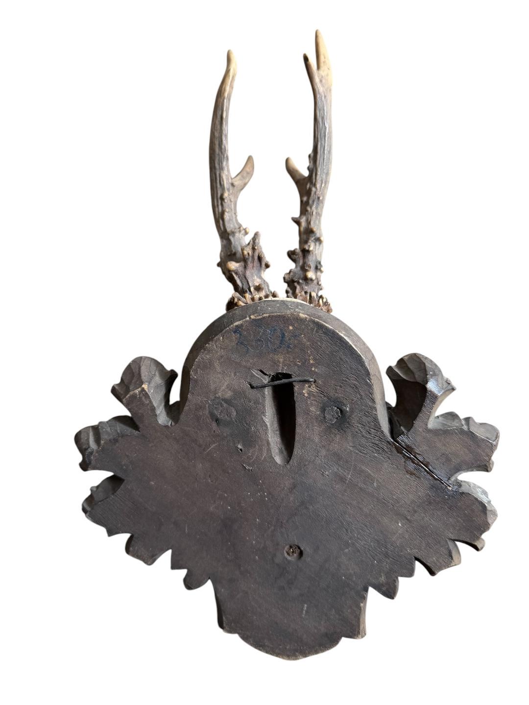 Roe Deer Trophy 119 Black Forest Antlers Mount