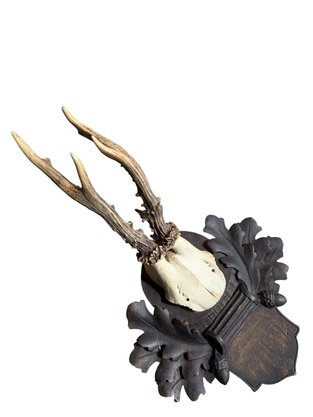 Roe Deer Trophy 119 Black Forest Antlers Mount