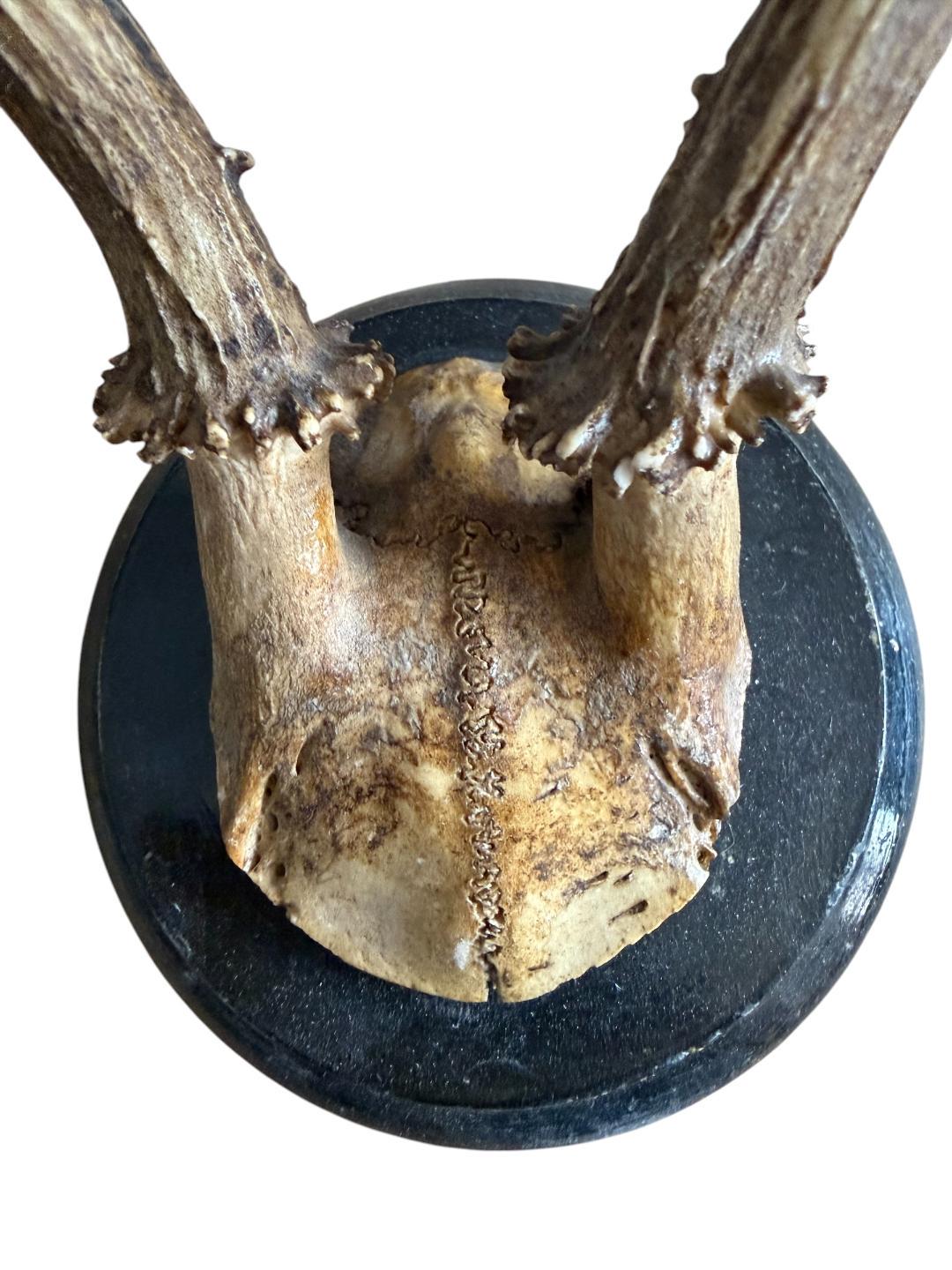 Roe Deer Trophy 127, Black Forest Antlers Mount
