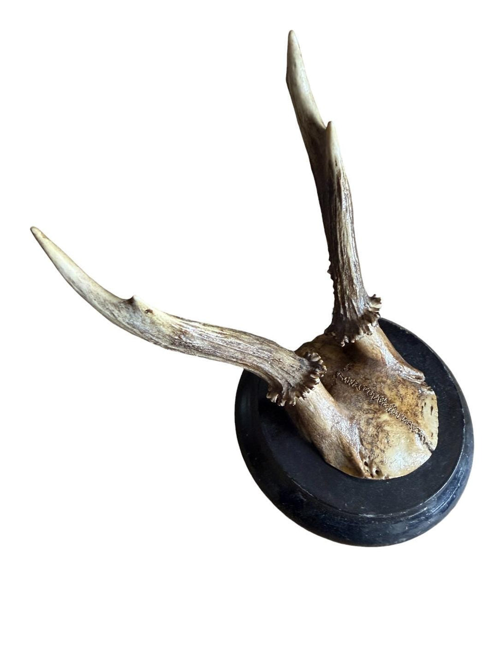 Roe Deer Trophy 127, Black Forest Antlers Mount