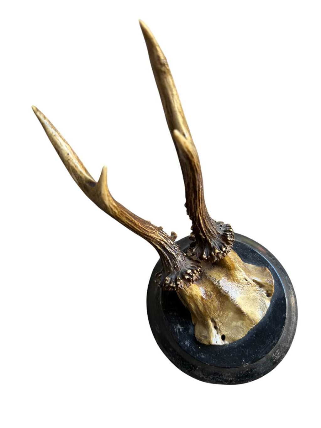 Roe Deer Trophy 128 Black Forest Antlers Mount