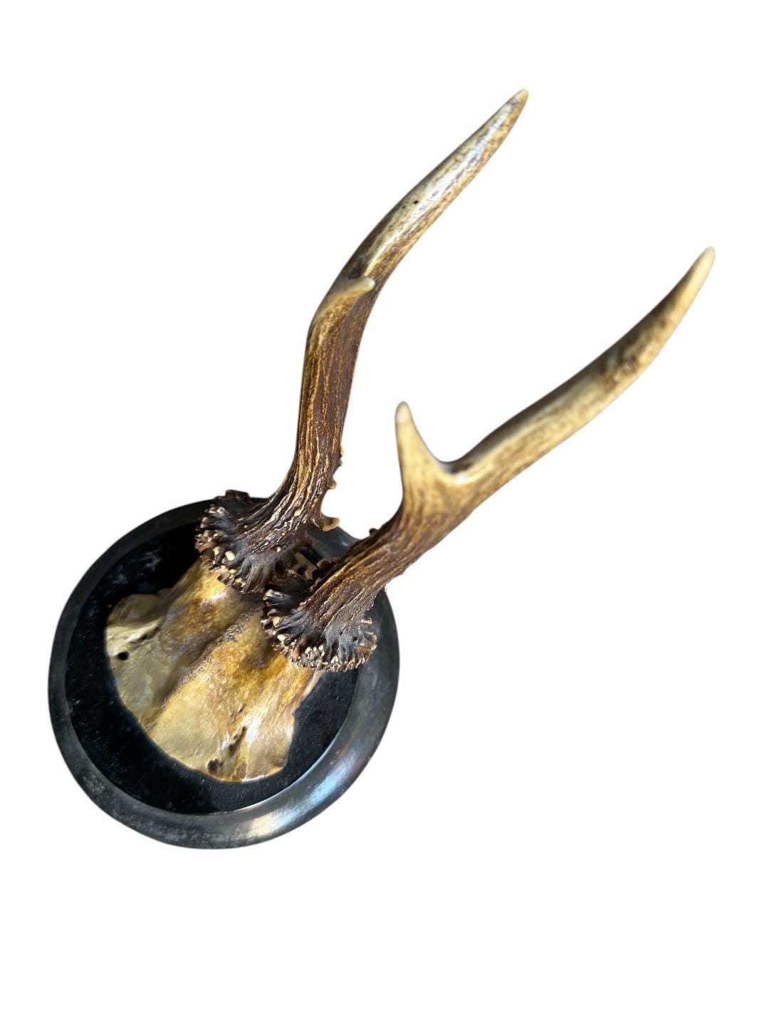 Roe Deer Trophy 128 Black Forest Antlers Mount