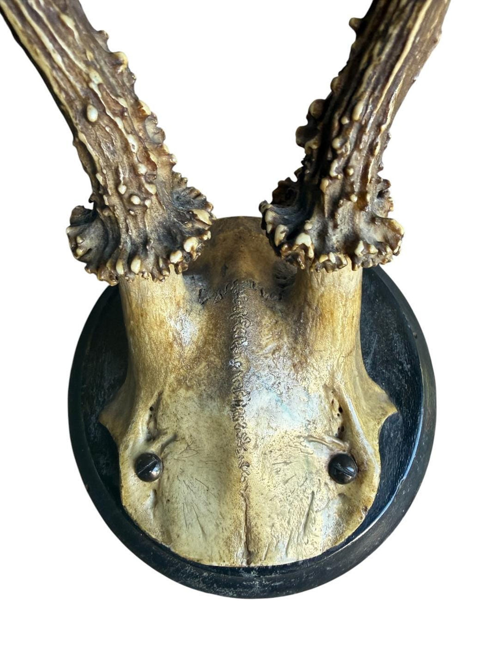 Roe Deer Trophy 129 Black Forest Antlers Mount