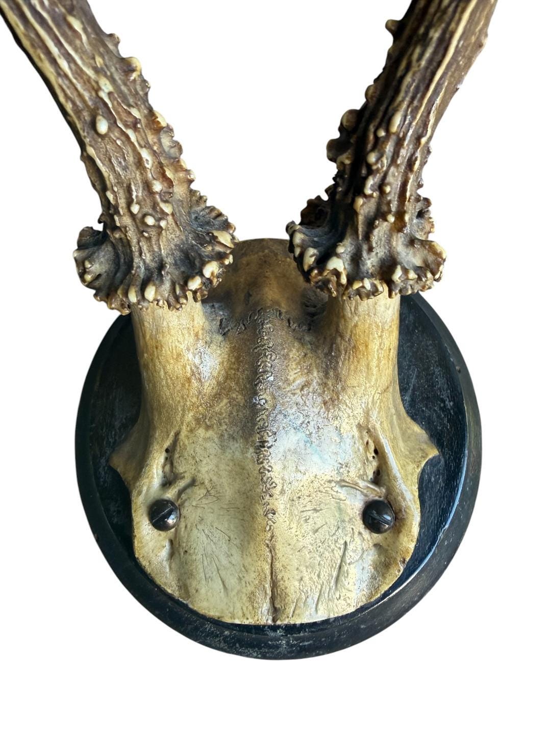 Roe Deer Trophy 129 Black Forest Antlers Mount