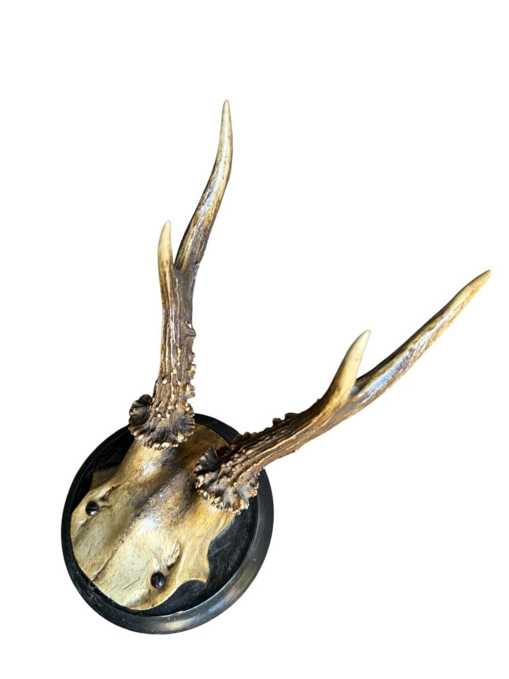 Roe Deer Trophy 129 Black Forest Antlers Mount