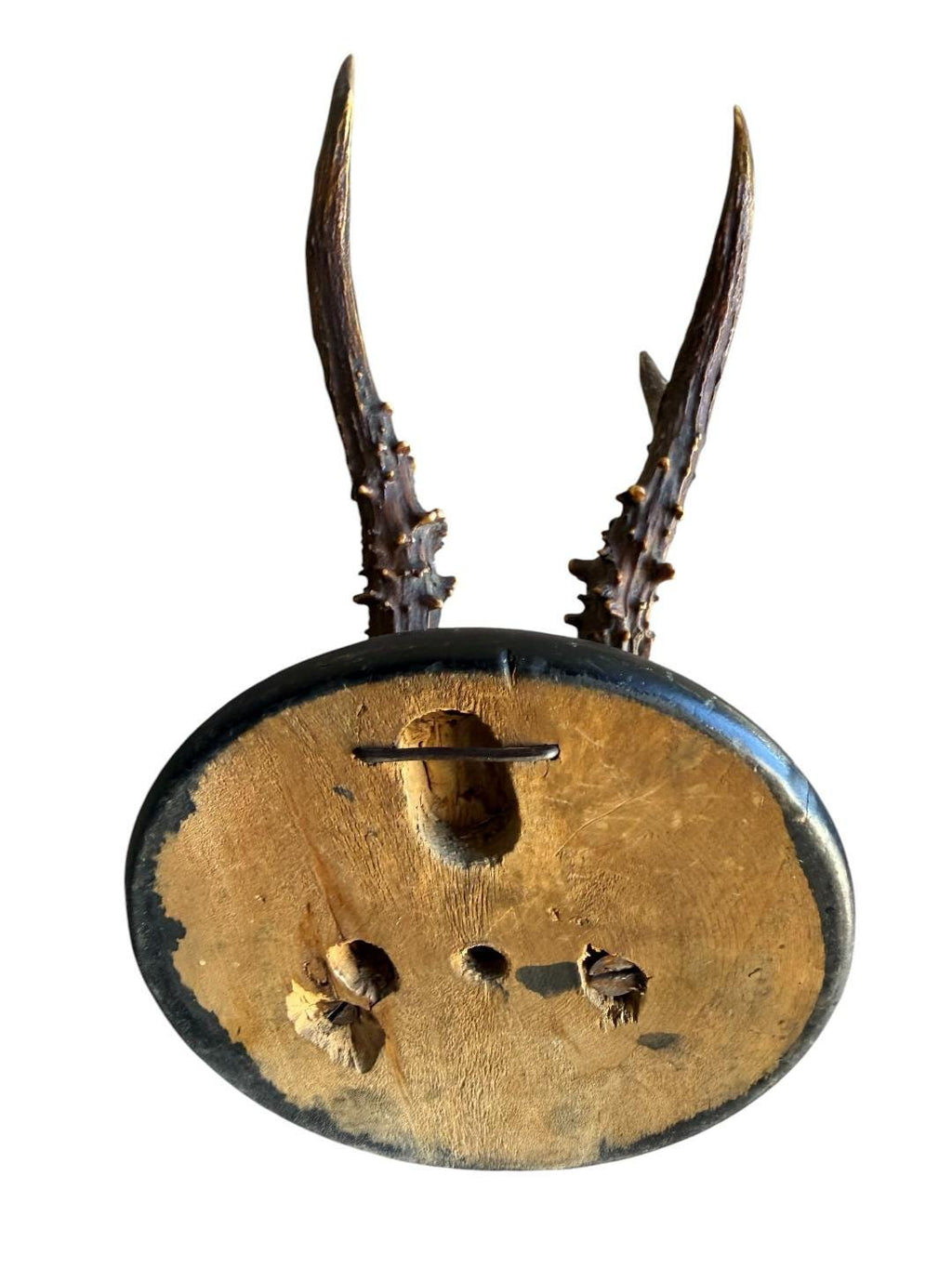 Roe Deer Trophy 130 Black Forest Antlers Mount