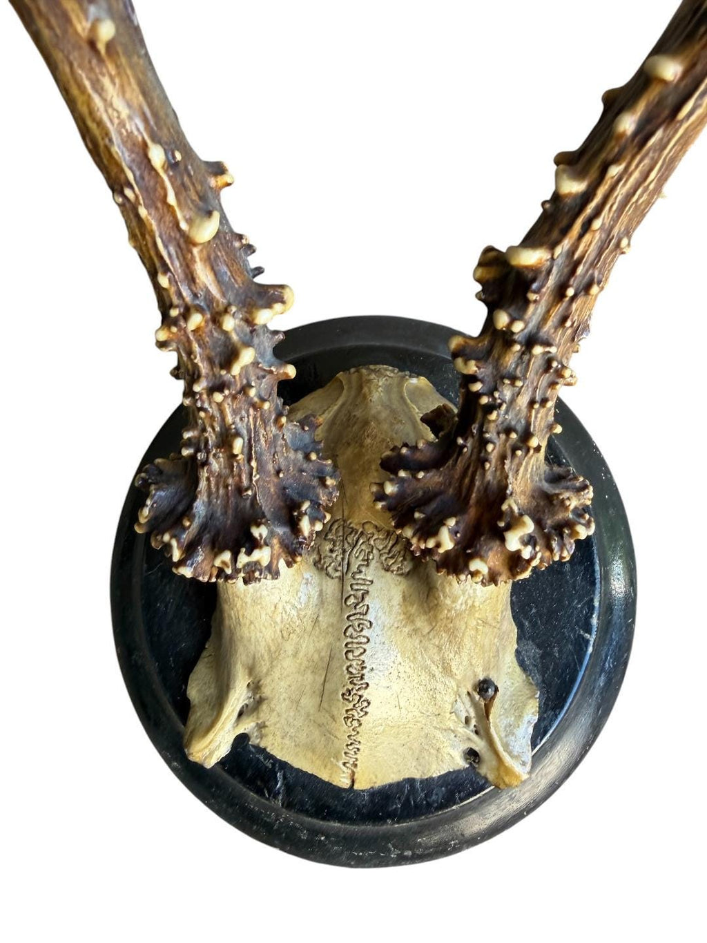 Roe Deer Trophy 130 Black Forest Antlers Mount